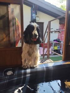 Photo de galerie - Garde animaux