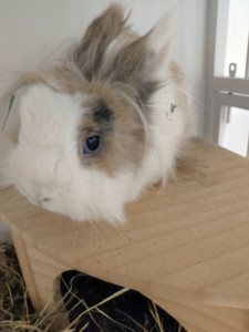 Photo de galerie - Visite à domicile d'animaux de compagnie comme des lapins, etc. Garde possible au domicile de la petsitter. 