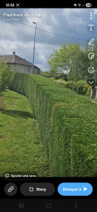Photo de galerie - 
tailles d'une haie sur la hauteur et les deux côtés 