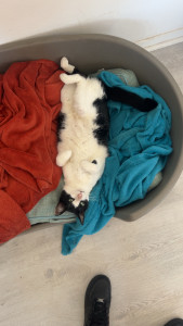 Photo de galerie - Garde chat
