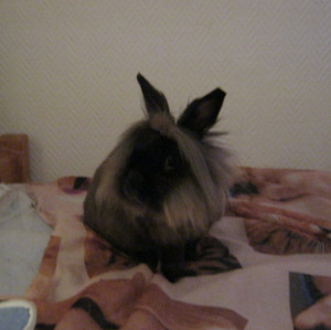 Photo de galerie - Garde d'un lapin 