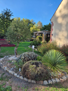 Photo de galerie - Taille lavande, olivier dans un parterre créé il y a 3 ans
