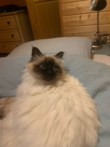 Photo de galerie - Garde chat