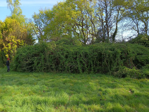Photo de galerie - Tonte de pelouse - Débroussaillage