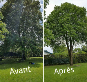 Photo de galerie - Élagage d’un arbre