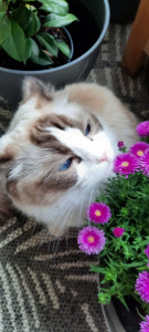 Photo de galerie - Garde chat