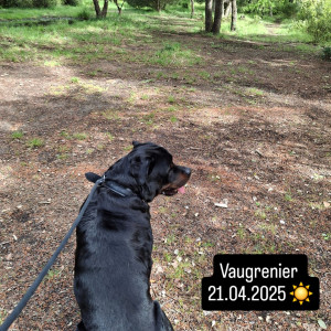 Photo de galerie - Garde chien Rottweiler 