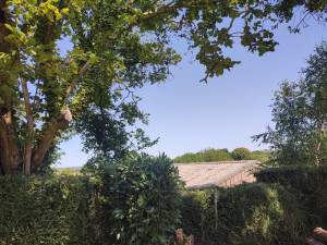Photo de galerie - Elagage et coupe d'arbres