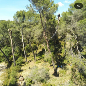 Photo de galerie - Elagage et coupe d'arbres