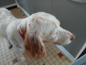 Photo de galerie - Garde chien