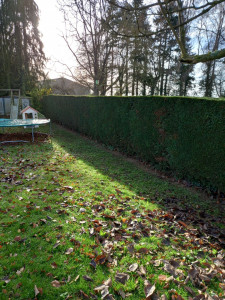 Photo de galerie - Taille de haie