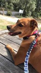 Photo de galerie - Voici paillette un chien croisé cane corso/royale bourbon j’ai pu réaliser avec elle de très longue balade mais j’ai aussi pu jouer la câliner 