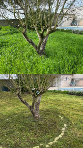 Photo de galerie - Tonte de pelouse - Débroussaillage