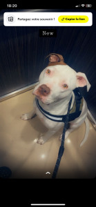 Photo de galerie - Garde chien
