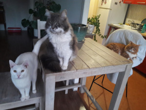 Photo de galerie - En pension chez moi pendant 1 mois. Ils ont même accepté de poser pour la photo!