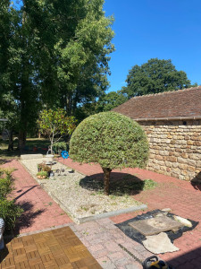 Photo de galerie - Taille en forme