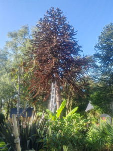 Photo de galerie - Abattage araucaria 
