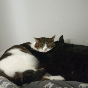 Photo de galerie - Voici deux de mes chats (adopter avec 5 ans d'écart) je peu couper les griffes, les lavés ou les brossés.