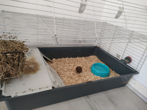 Photo de galerie - Visites à domicile soins lapin.