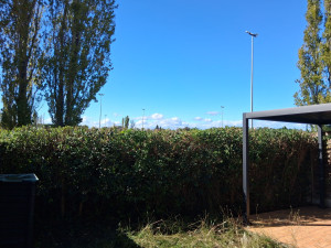 Photo de galerie - Taille troënes