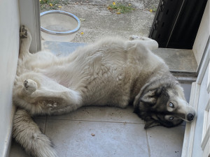 Photo de galerie - Thaïka cherche un peu de fraîcheur en pleine canicule 