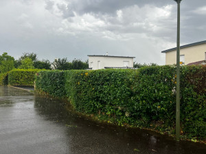 Photo de galerie - Taille de haies et d'arbustes
