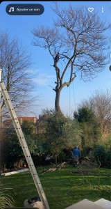 Photo de galerie - Elagage et coupe d'arbres