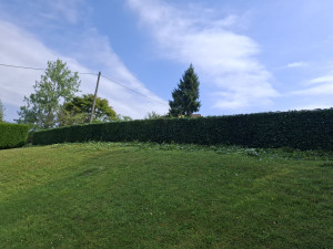 Photo de galerie - Taille de haie 