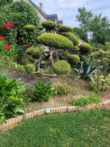 Photo de galerie - Taille de haies et d'arbustes