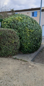 Photo de galerie - Taille d’un arbuste 