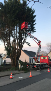 Photo de galerie - Elagage et coupe d'arbres