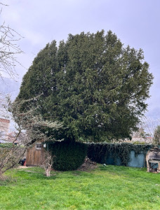 Photo de galerie - Elagage et coupe d'arbres