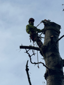 Photo de galerie - Elagage et coupe d'arbres