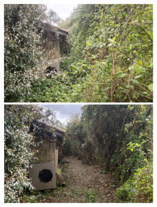 Photo de galerie - Nettoyage d'un roncier 