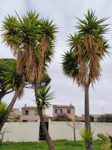 Photo de galerie - Taille de yucca, feuilles mortes.