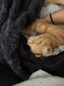 Photo de galerie - Garde chat 