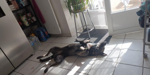 Photo de galerie - Tirex 