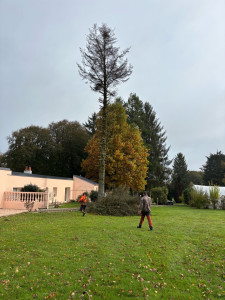 Photo de galerie - Abattage d’arbre