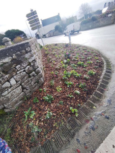 Photo de galerie - Plantation 