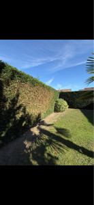 Photo de galerie - Taille de haies et d'arbustes