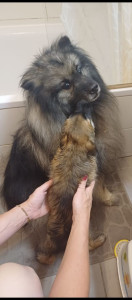 Photo de galerie - Garde chien