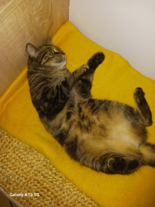 Photo de galerie - Garde chats ? 