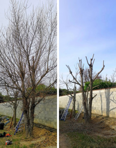 Photo de galerie - Taille d’un arbre ? 