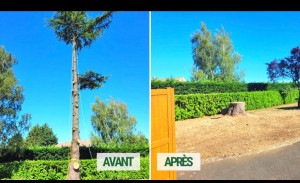 Photo de galerie - Abattage