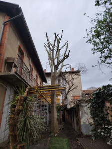 Photo de galerie - Elagage et coupe d'arbres