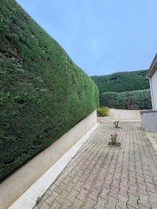 Photo de galerie - Taille de haie