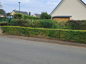 Photo de galerie - Taille d une haies variée 