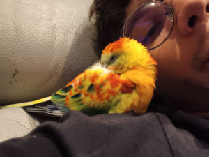 Photo de galerie - Petite perruche qui fait son dodo sur mon épaule