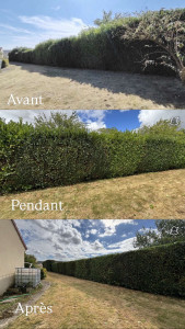 Photo de galerie - Taille de haies 