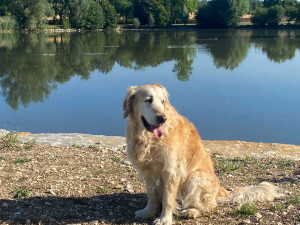Photo de galerie - Mon amour de chien que j’ai de temps en temps 